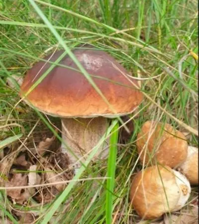 Kocka Na Prizemi Apartman