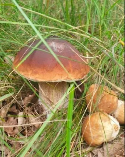 Kocka Na Prizemi Lejlighed